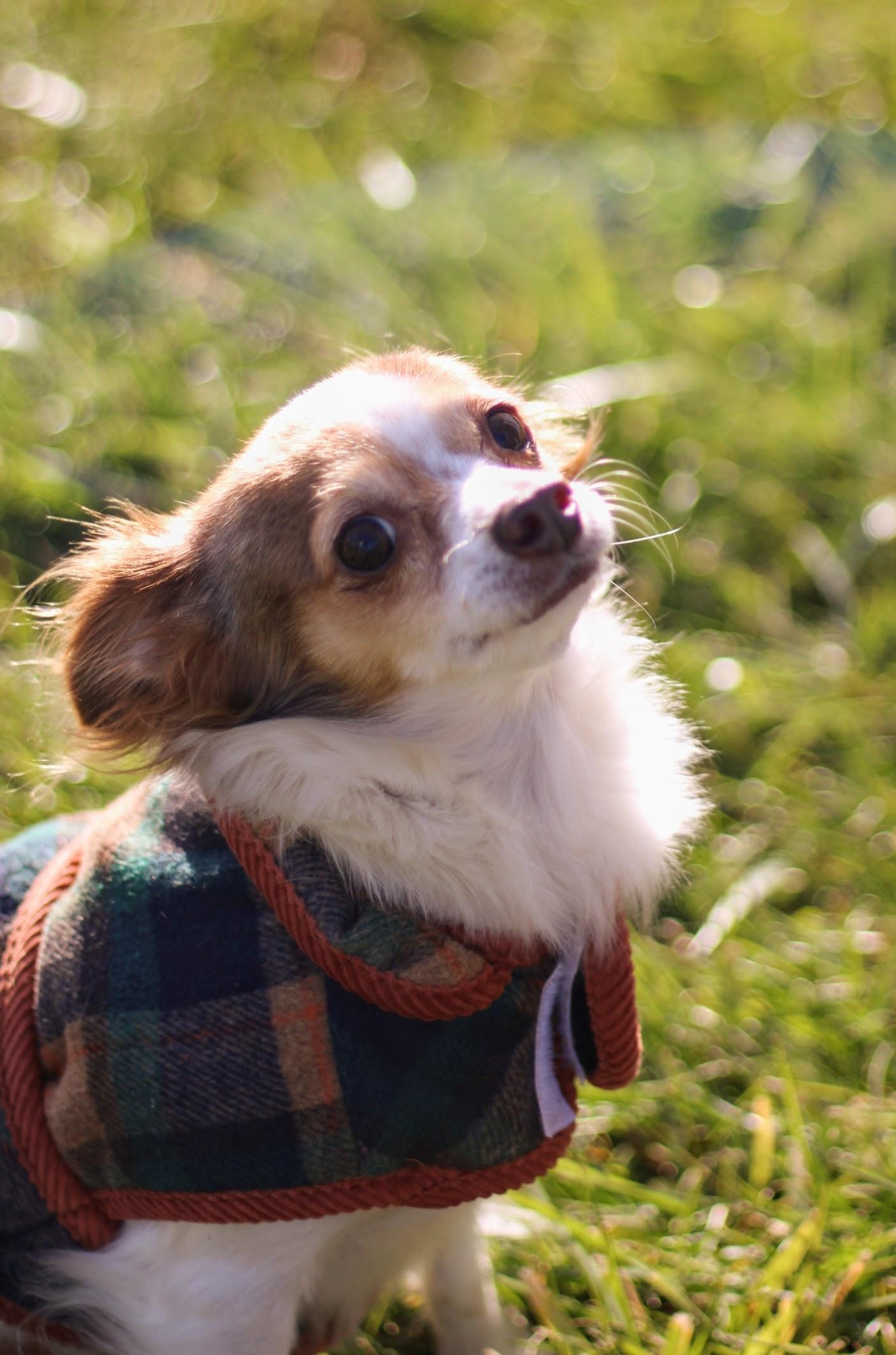 Enlarge Priscilla, a Adopted mixed breed in Battle Creek, MI image 4/4