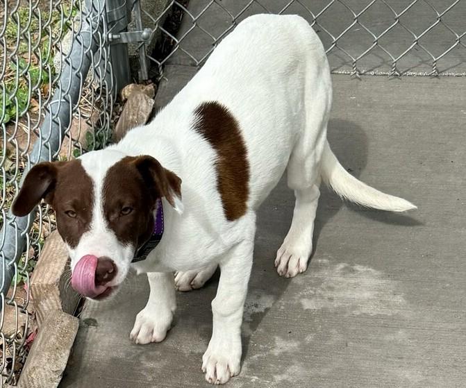 Fred, ADOPTABLE, Young Male Terrier.