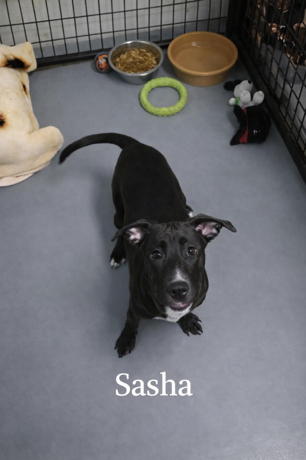 Sasha, ADOPTABLE, Young Female Pit Bull Terrier.