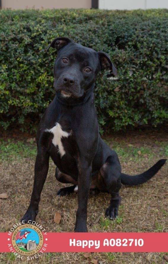 HAPPY, Adoptable, Adult Male Labrador Retriever.