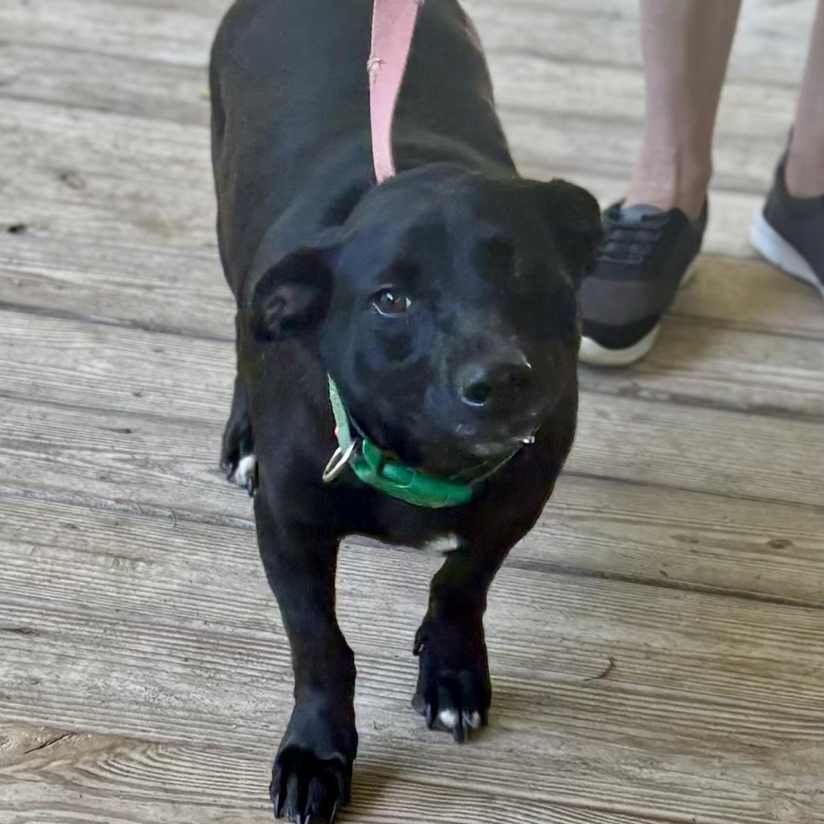 Enlarge Petey (Suncoast), an adopted mixed breed in Brewton, AL image 2/3