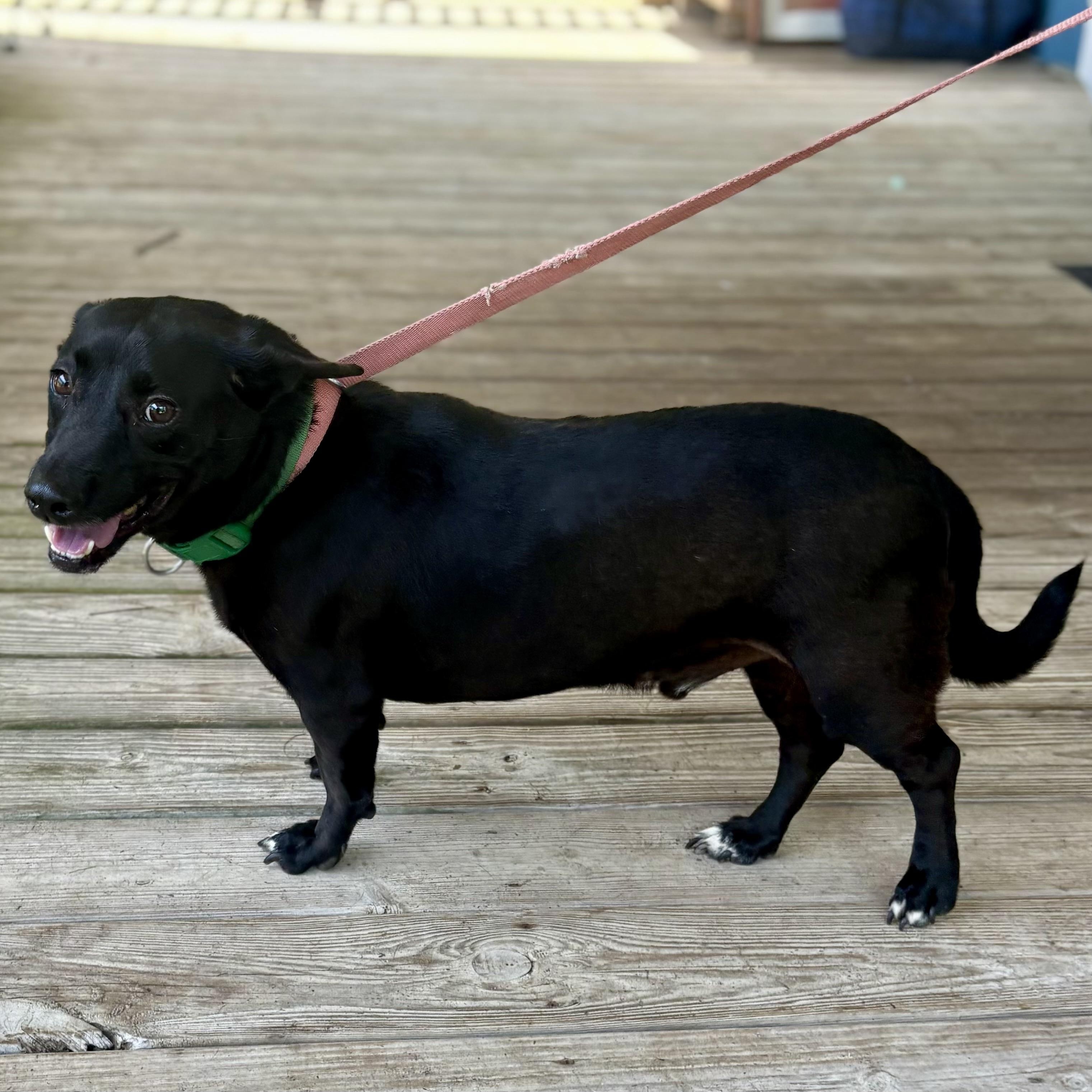 Petey (Suncoast), adopted, Adult Male Labrador Retriever.