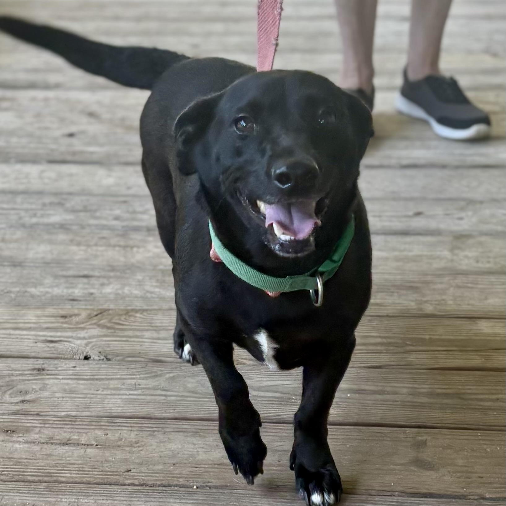 Enlarge Petey (Suncoast), an adopted mixed breed in Brewton, AL image 3/3