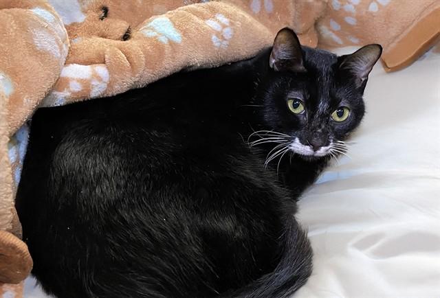 CHARLIE, Adoptable, Adult Male Domestic Short Hair.