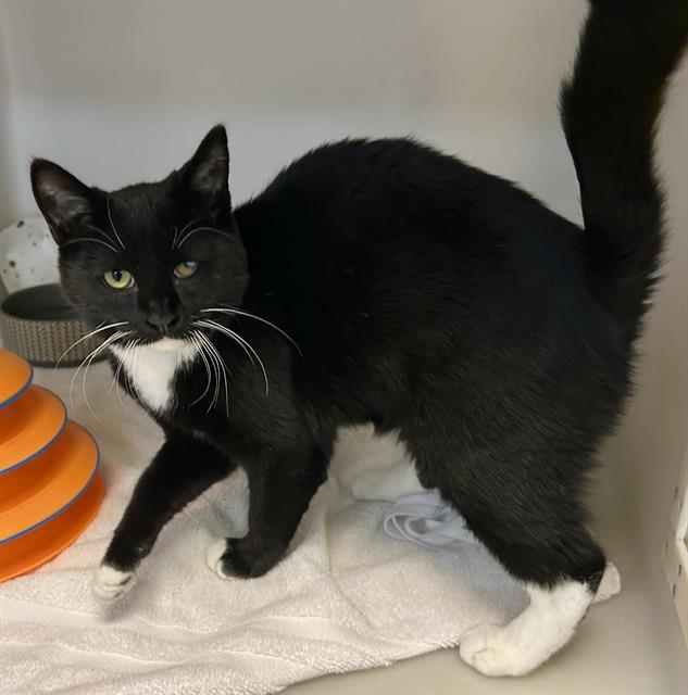 MARLIN, Adoptable, Kitten Male Domestic Short Hair.