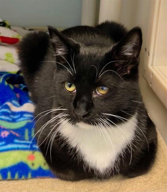 Enlarge MARLIN, a Adoptable Domestic Short Hair in Salinas, CA image 1/1