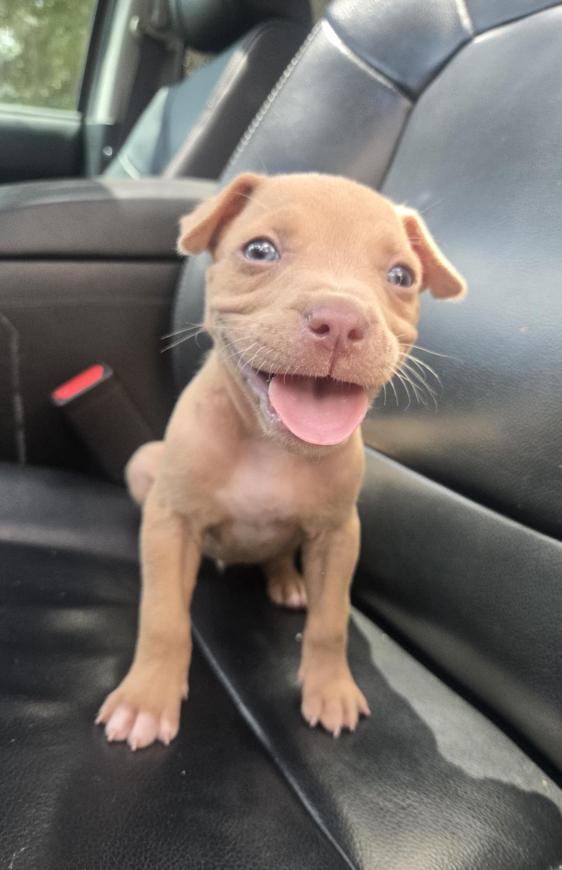 Enlarge Kao, an adoptable mixed breed in Orlando, FL image 2/3