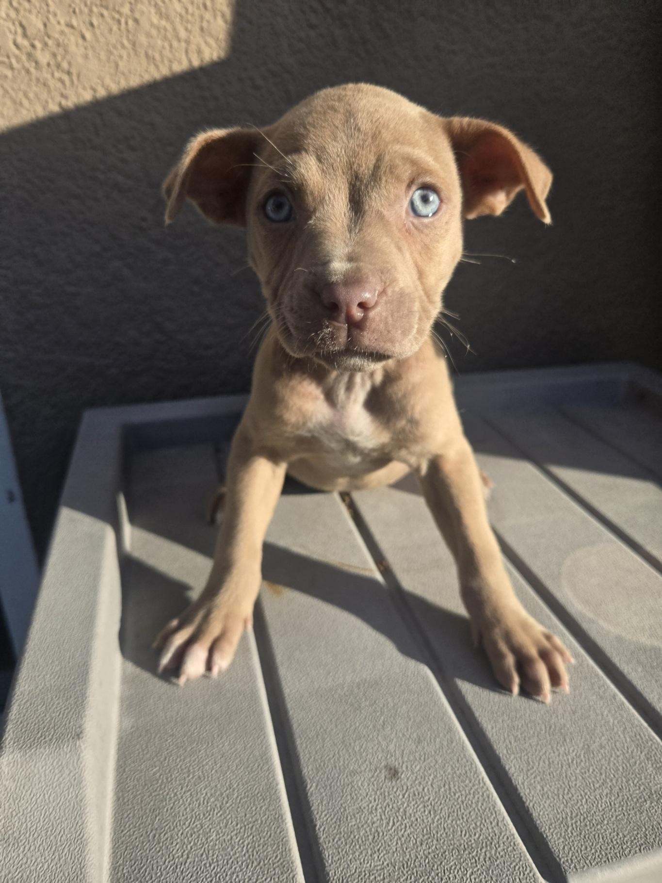 Enlarge Kao, an adopted mixed breed in Orlando, FL image 2/6