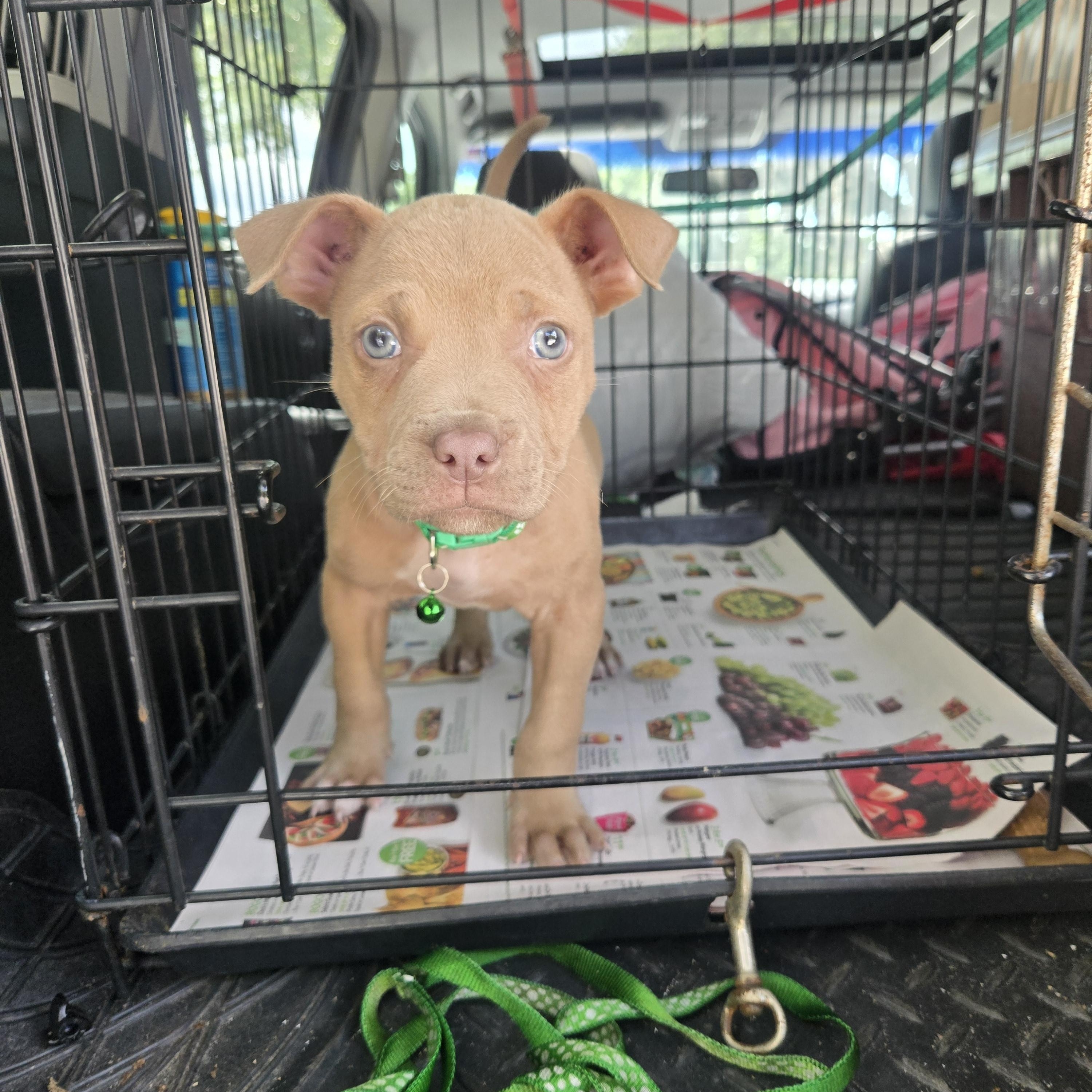 Enlarge Kao, an adopted mixed breed in Orlando, FL image 1/6