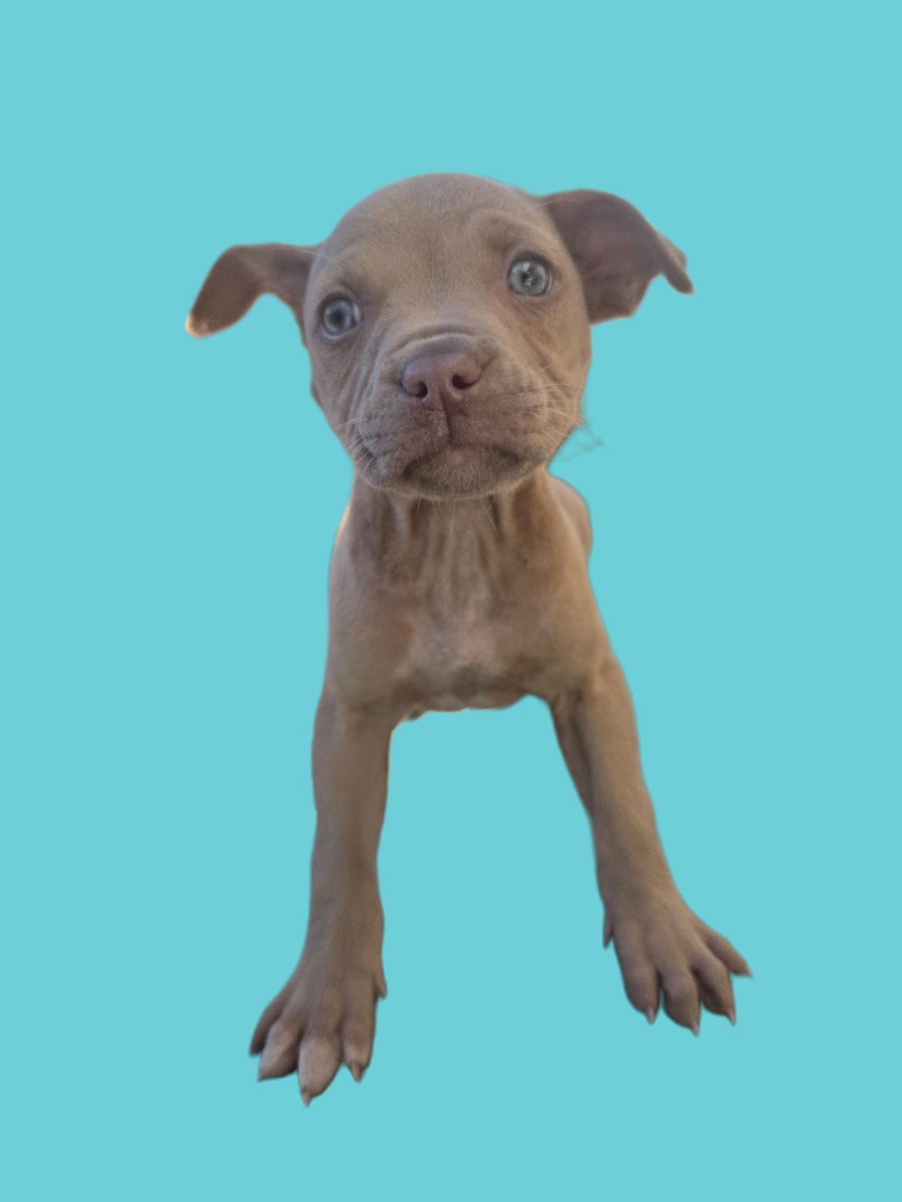 Enlarge Kao, an adopted mixed breed in Orlando, FL image 4/6