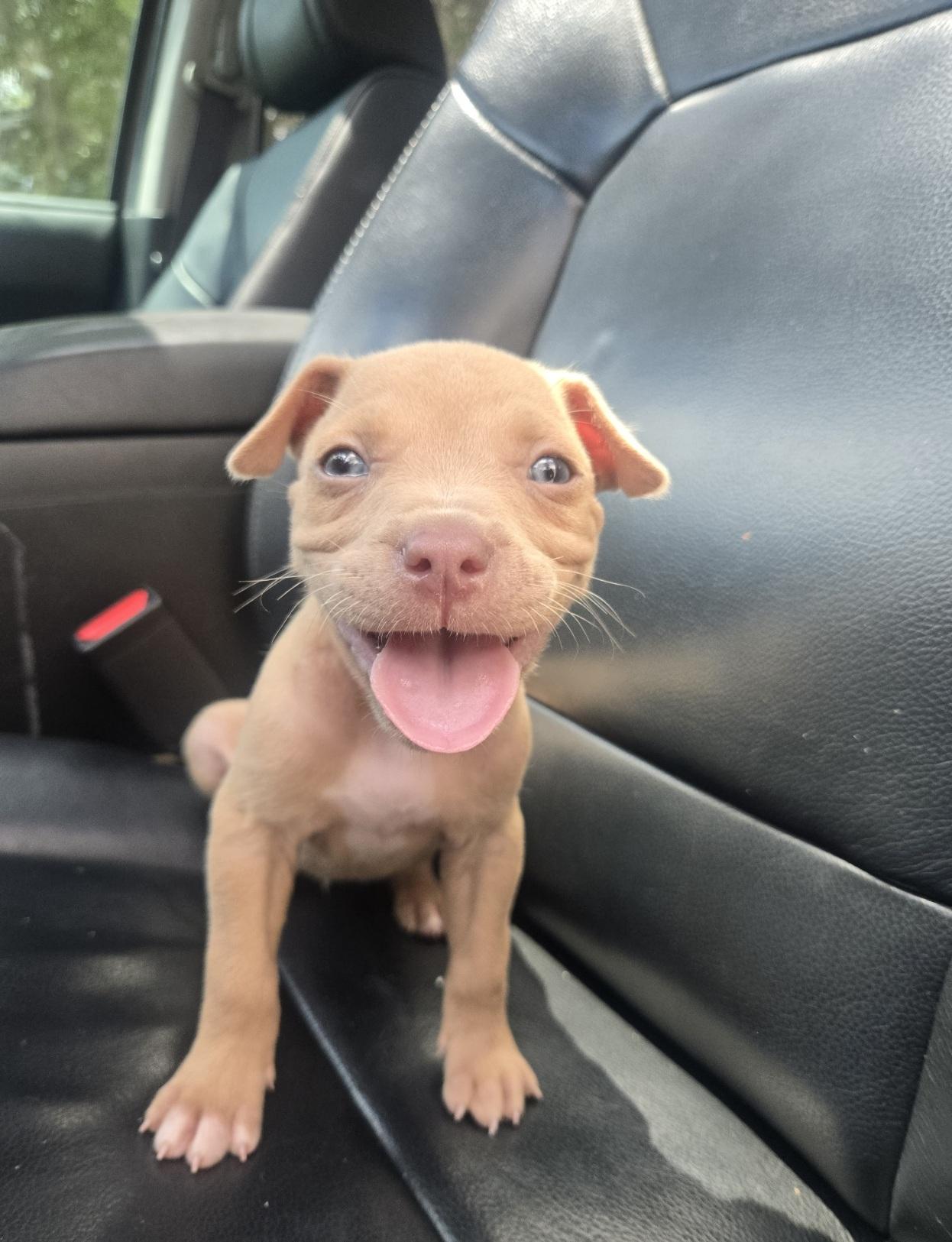 Enlarge Kao, an adoptable mixed breed in Orlando, FL image 3/3