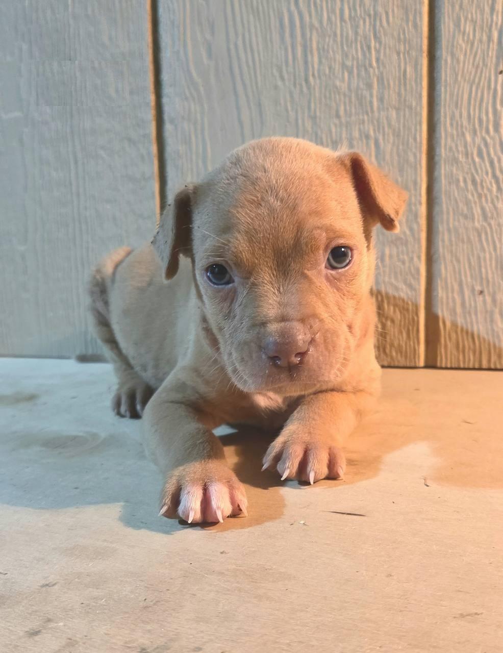 Kao, adoptable, Puppy Male Labrador Retriever & Hound.