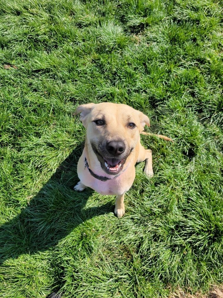 Enlarge ROSIE, a Adopted mixed breed in Moberly, MO image 1/3