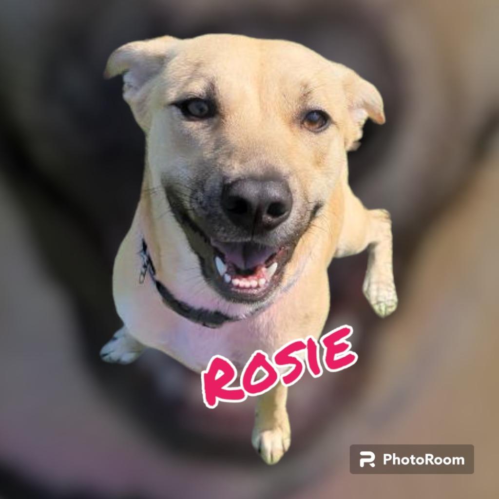 Enlarge ROSIE, a Adopted mixed breed in Moberly, MO image 2/3