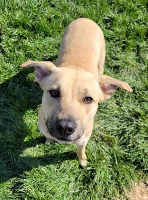 Enlarge ROSIE, a Adopted mixed breed in Moberly, MO image 3/3