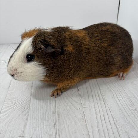 Tentacool, Adoptable, Young Male Guinea Pig.