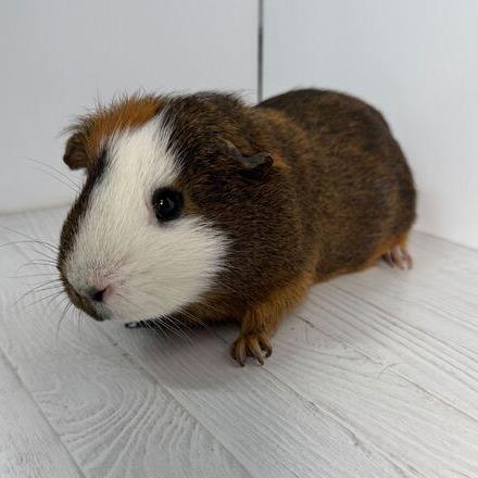 Enlarge Tentacool, a Adoptable Guinea Pig in Dayton, OH image 2/5