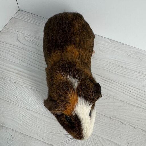 Enlarge Tentacool, a Adoptable Guinea Pig in Dayton, OH image 3/5