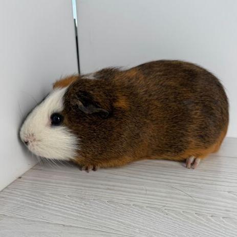 Enlarge Tentacool, a Adoptable Guinea Pig in Dayton, OH image 4/5