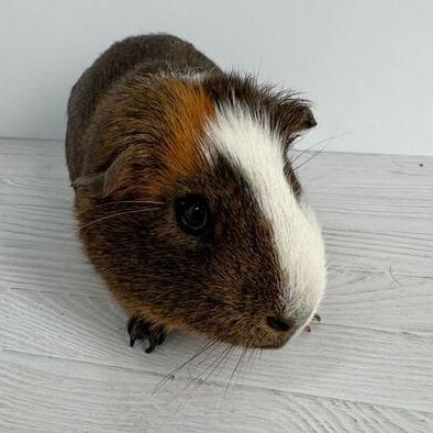 Enlarge Tentacool, a Adoptable Guinea Pig in Dayton, OH image 5/5