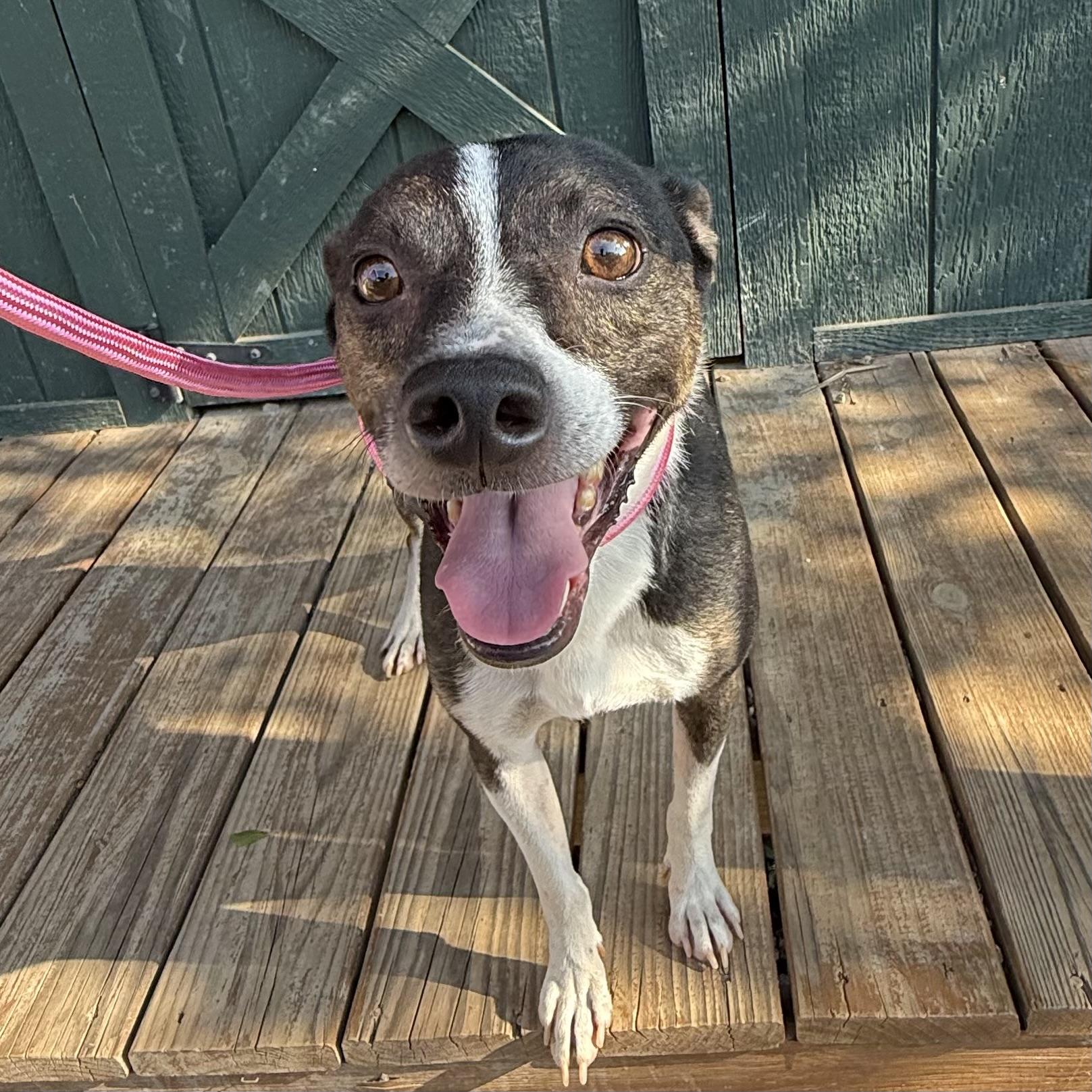Dillian, Adoptable, Adult Male Feist.