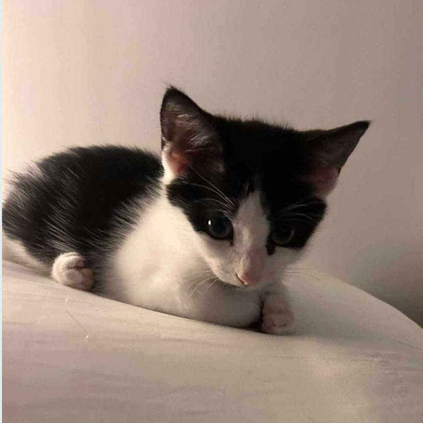 Jelly, Adoptable, Kitten Male Domestic Short Hair.