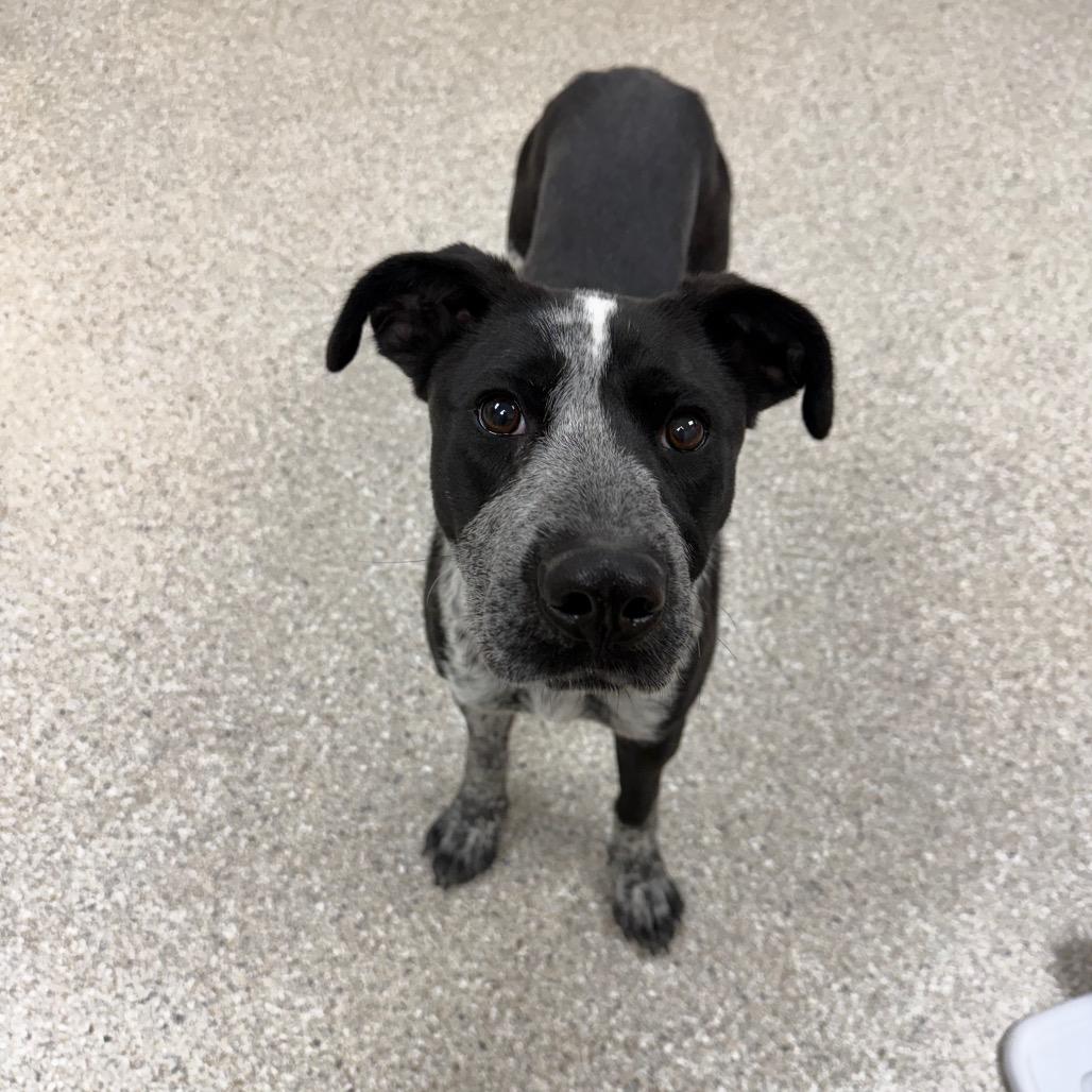 Cola, a Adoptable mixed breed in Detroit Lakes, MN image 1/6