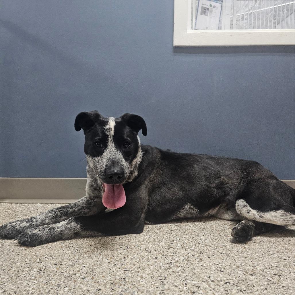 Cola, a Adoptable mixed breed in Detroit Lakes, MN image 4/6