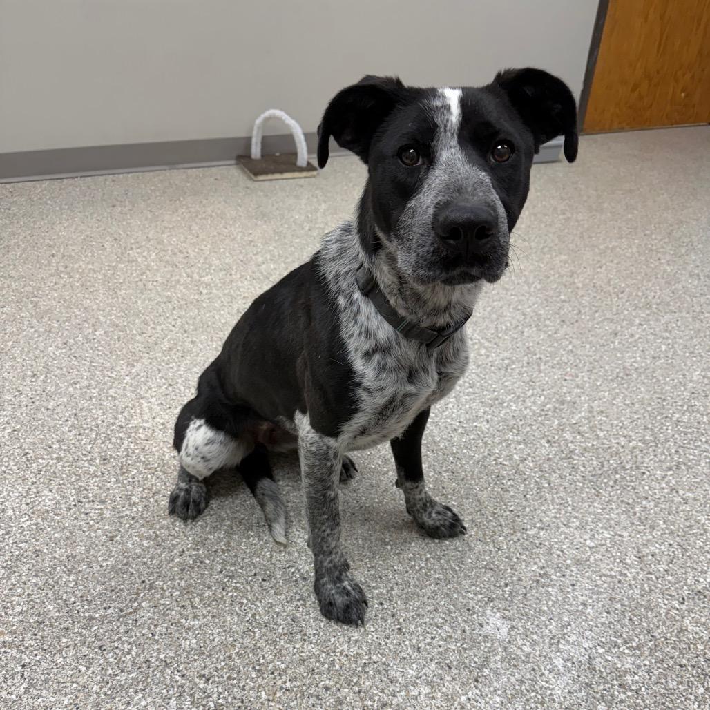 Cola, a Adoptable mixed breed in Detroit Lakes, MN image 5/6