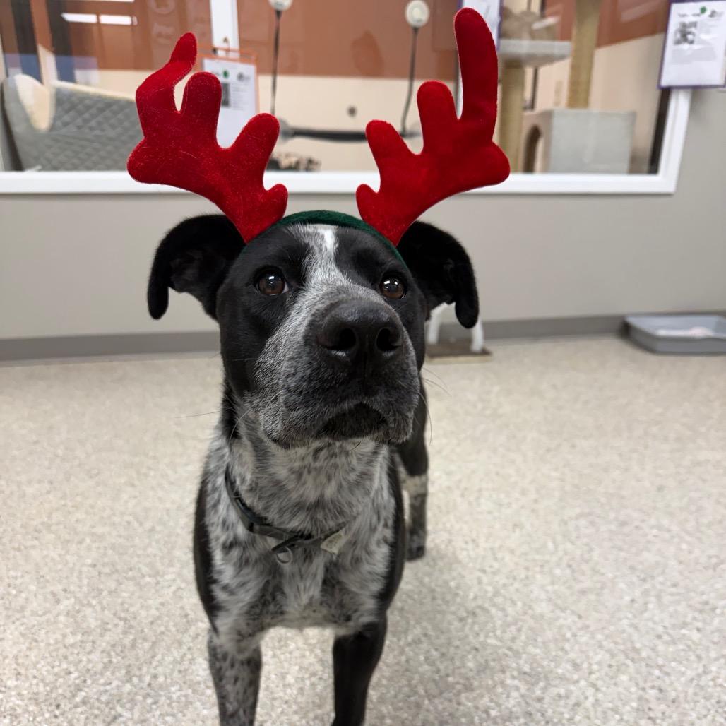 Cola, a Adoptable mixed breed in Detroit Lakes, MN image 6/6