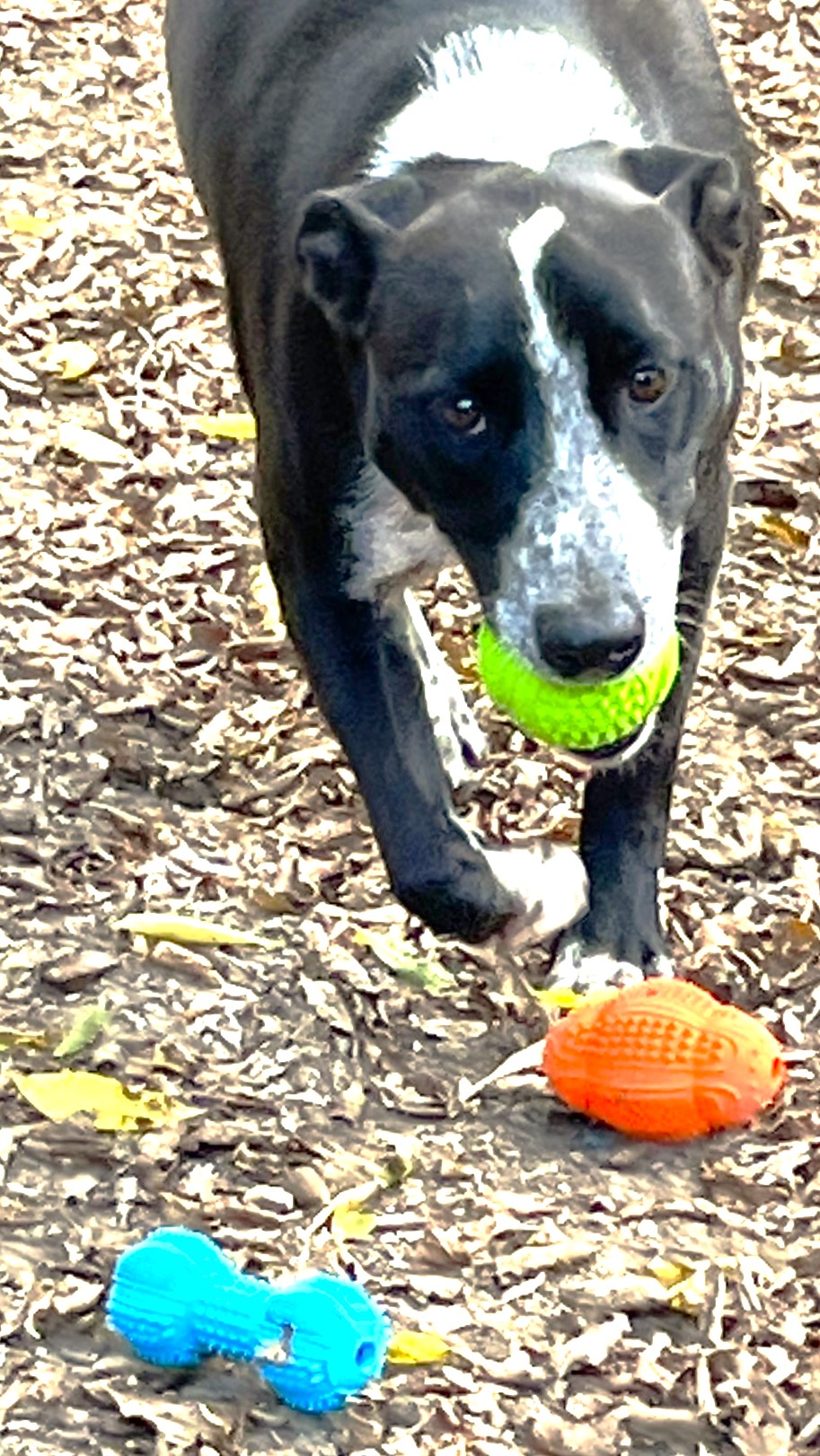 Sparky, a Adoptable mixed breed in Godley, TX image 4/6