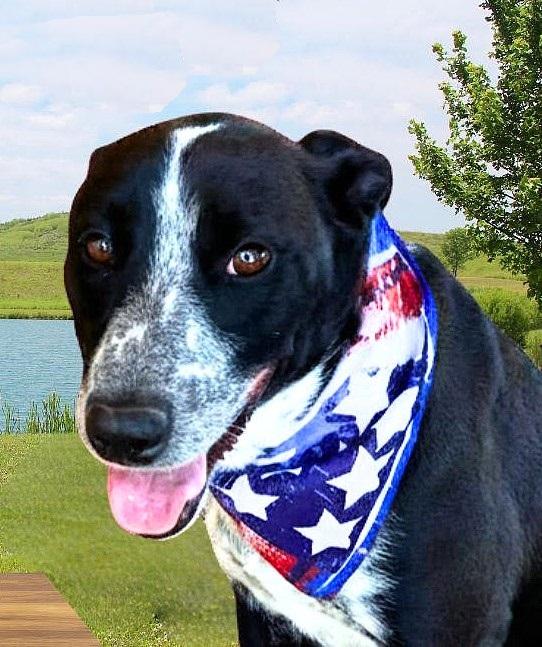 Sparky, a Adoptable mixed breed in Godley, TX image 4/6