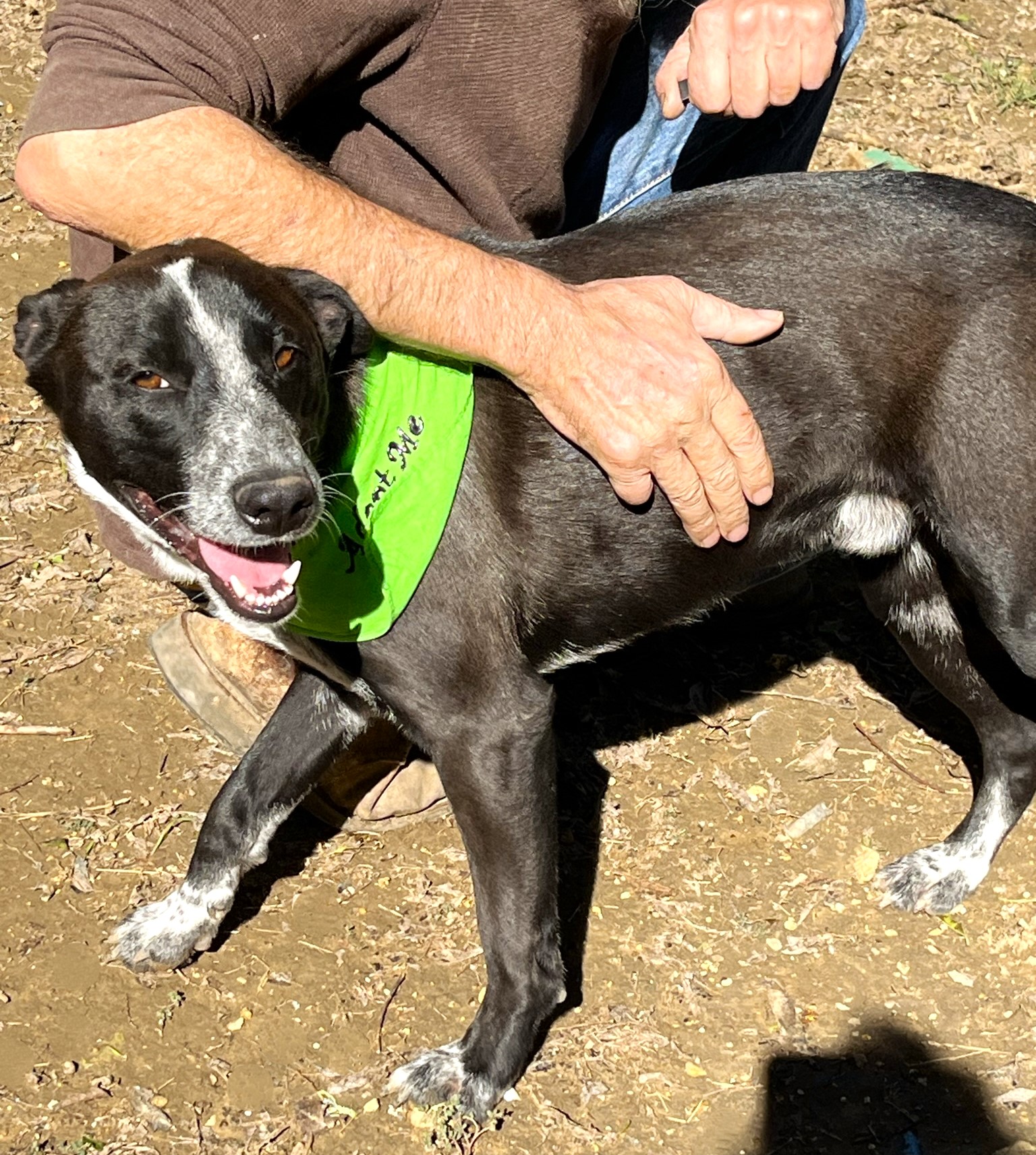Sparky, a Adoptable mixed breed in Godley, TX image 5/6