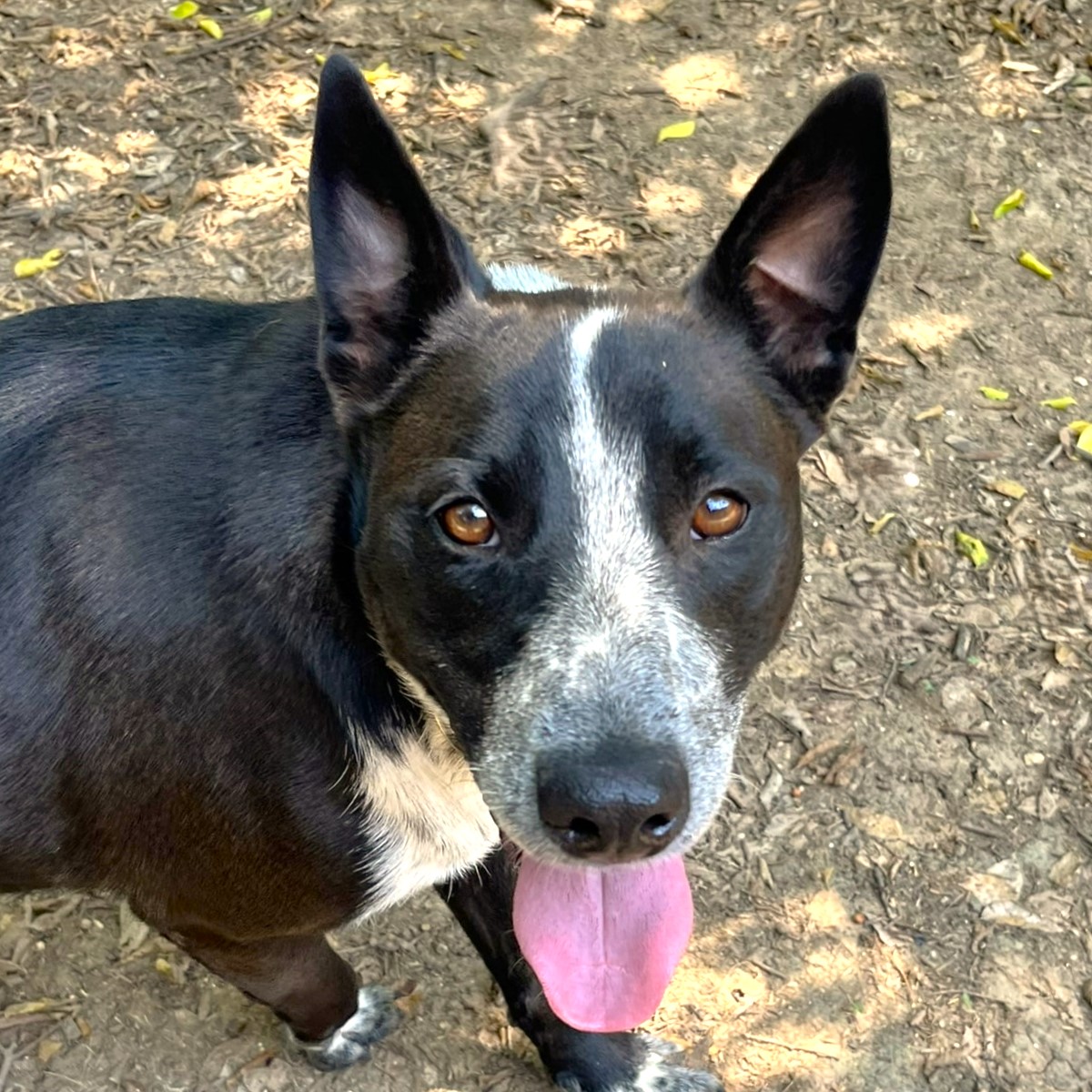 Sparky, a Adoptable mixed breed in Godley, TX image 1/6