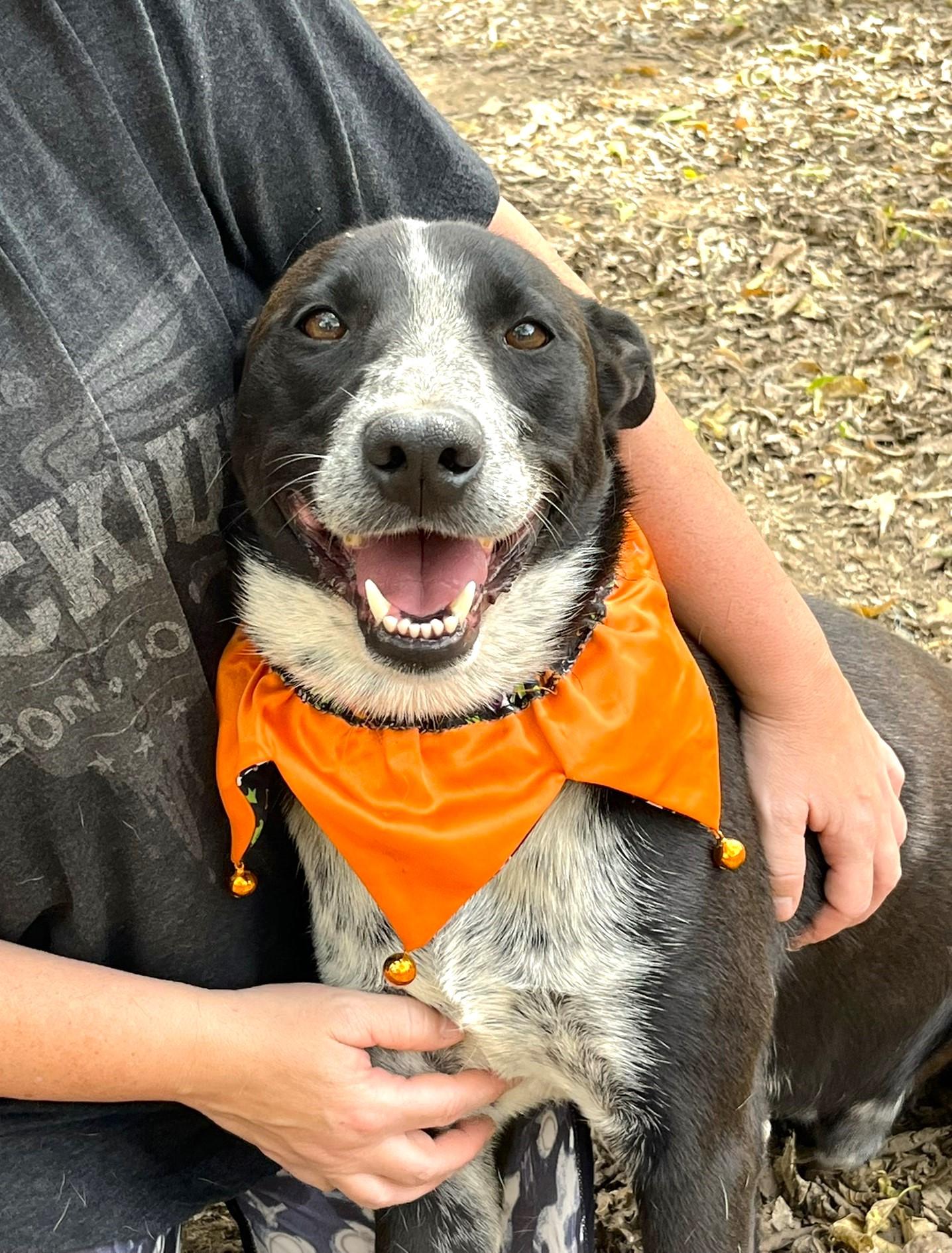 Sparky, a Adoptable mixed breed in Godley, TX image 2/6