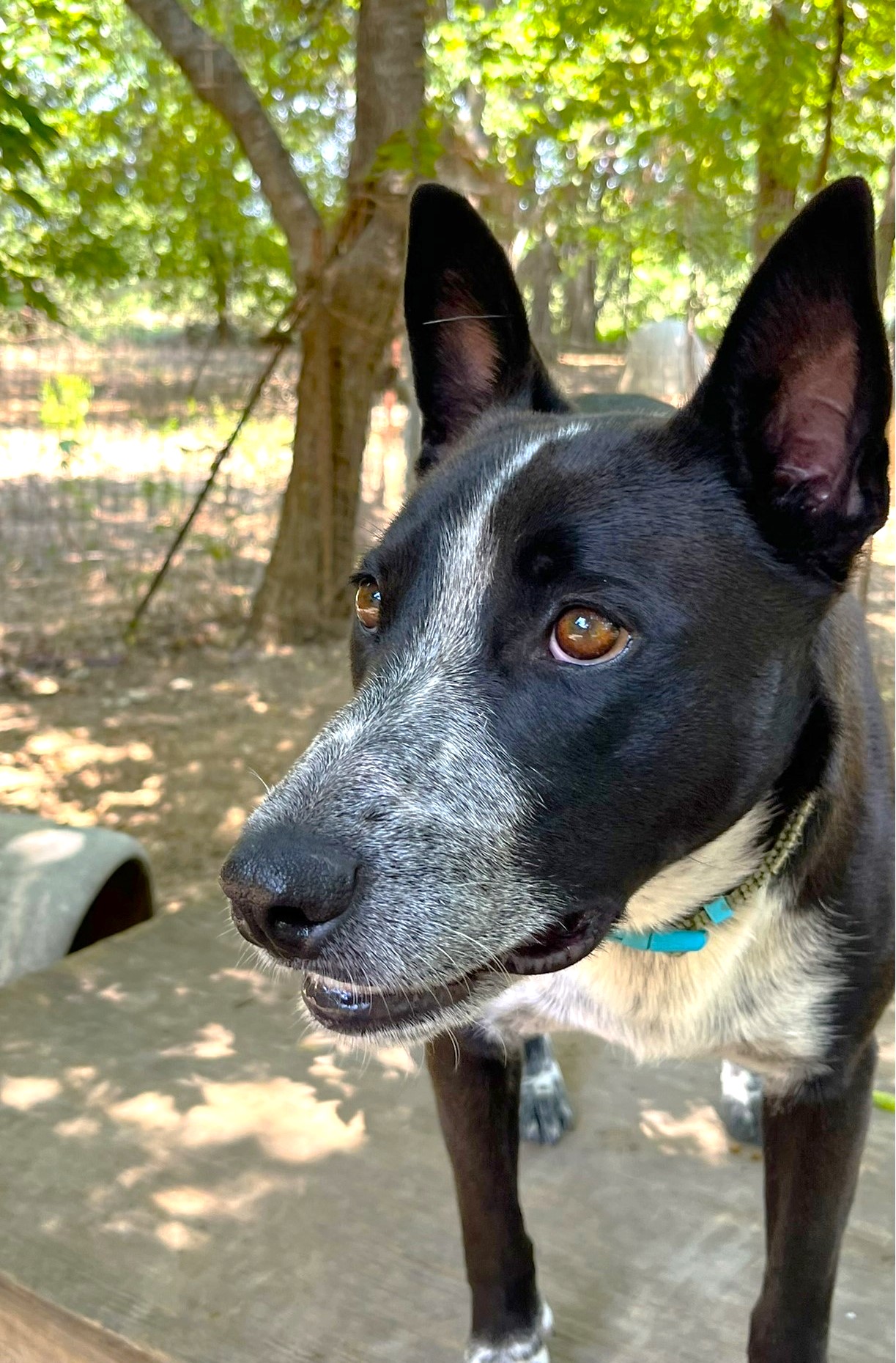 Sparky, a Adoptable mixed breed in Godley, TX image 6/6