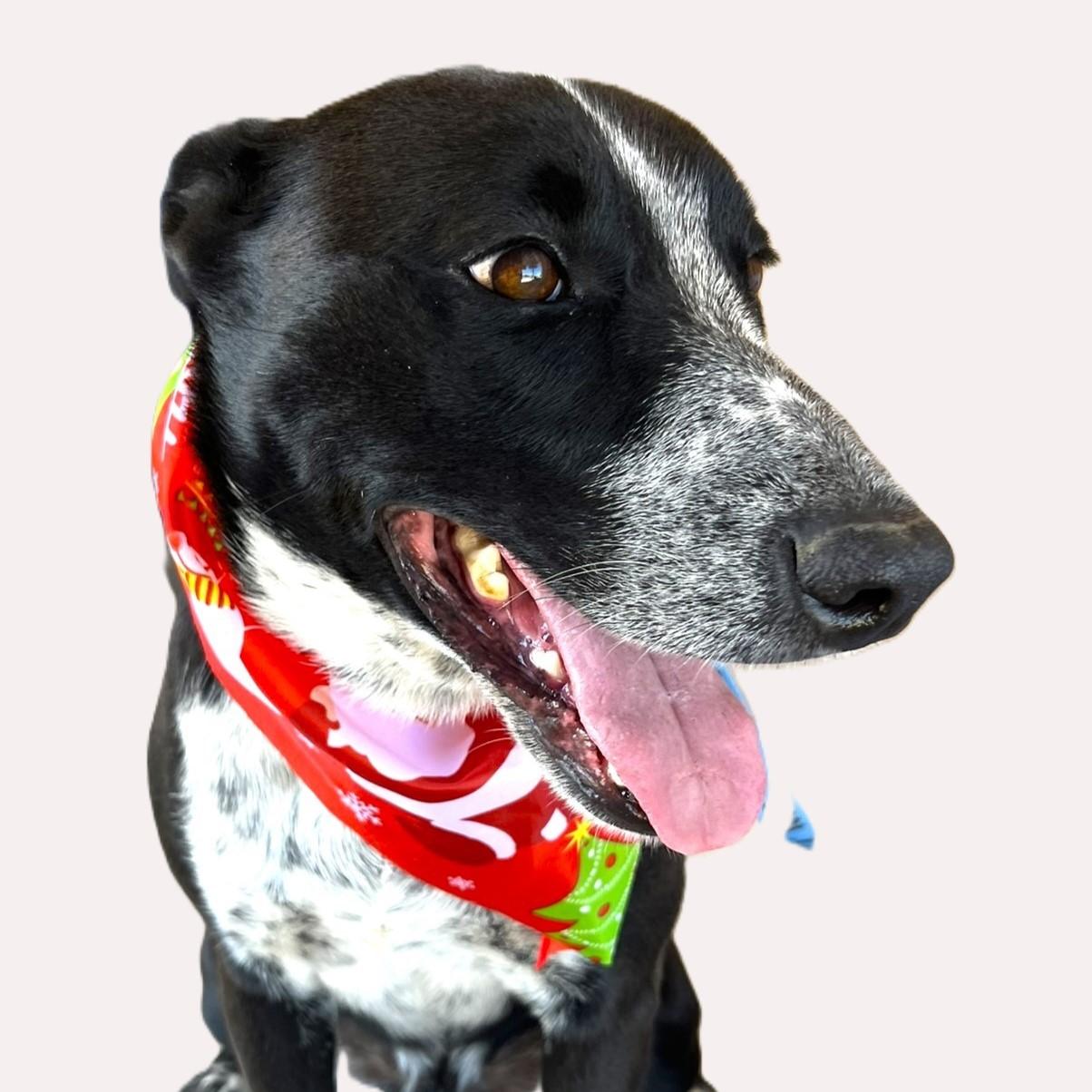 Sparky, a Adoptable mixed breed in Godley, TX image 3/6