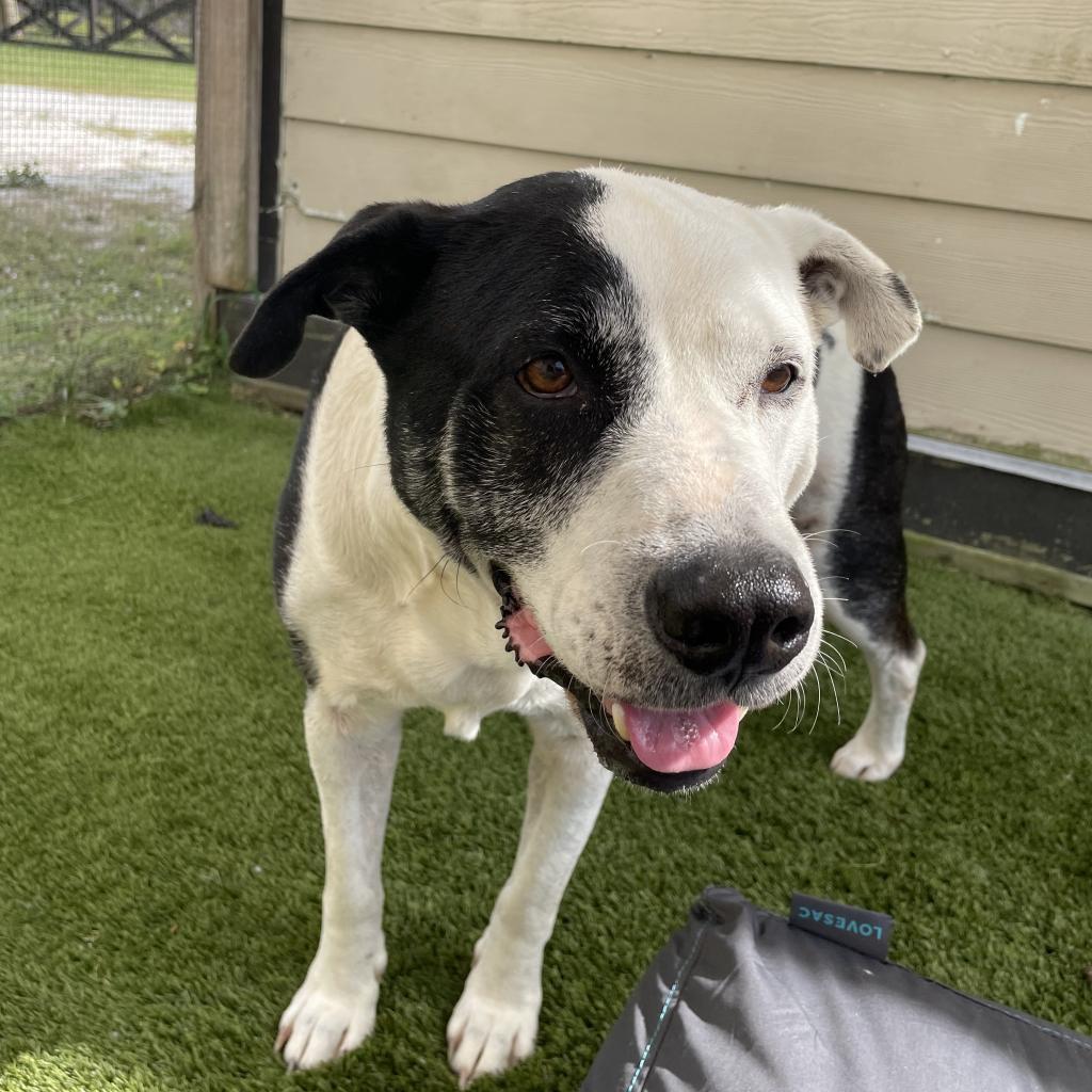 Cowboy 5680 — thumbnail 2