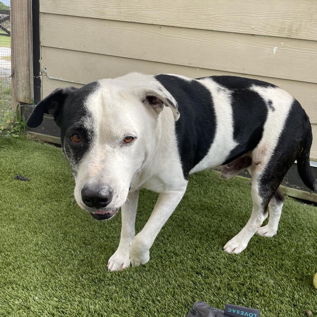 Cowboy 5680 — thumbnail 3