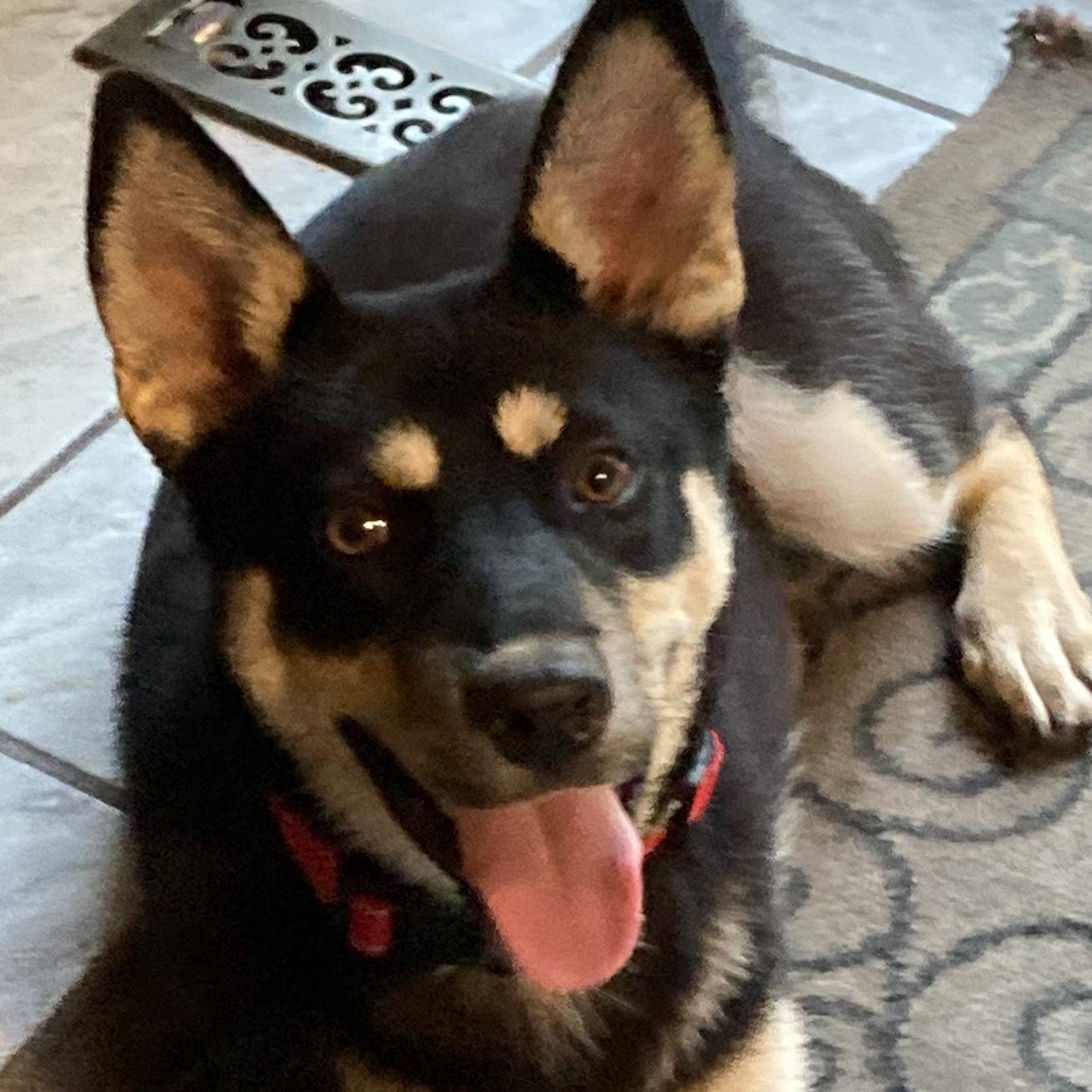 Enlarge Kasha (F), a Adoptable mixed breed in Sun Prairie, WI image 3/3