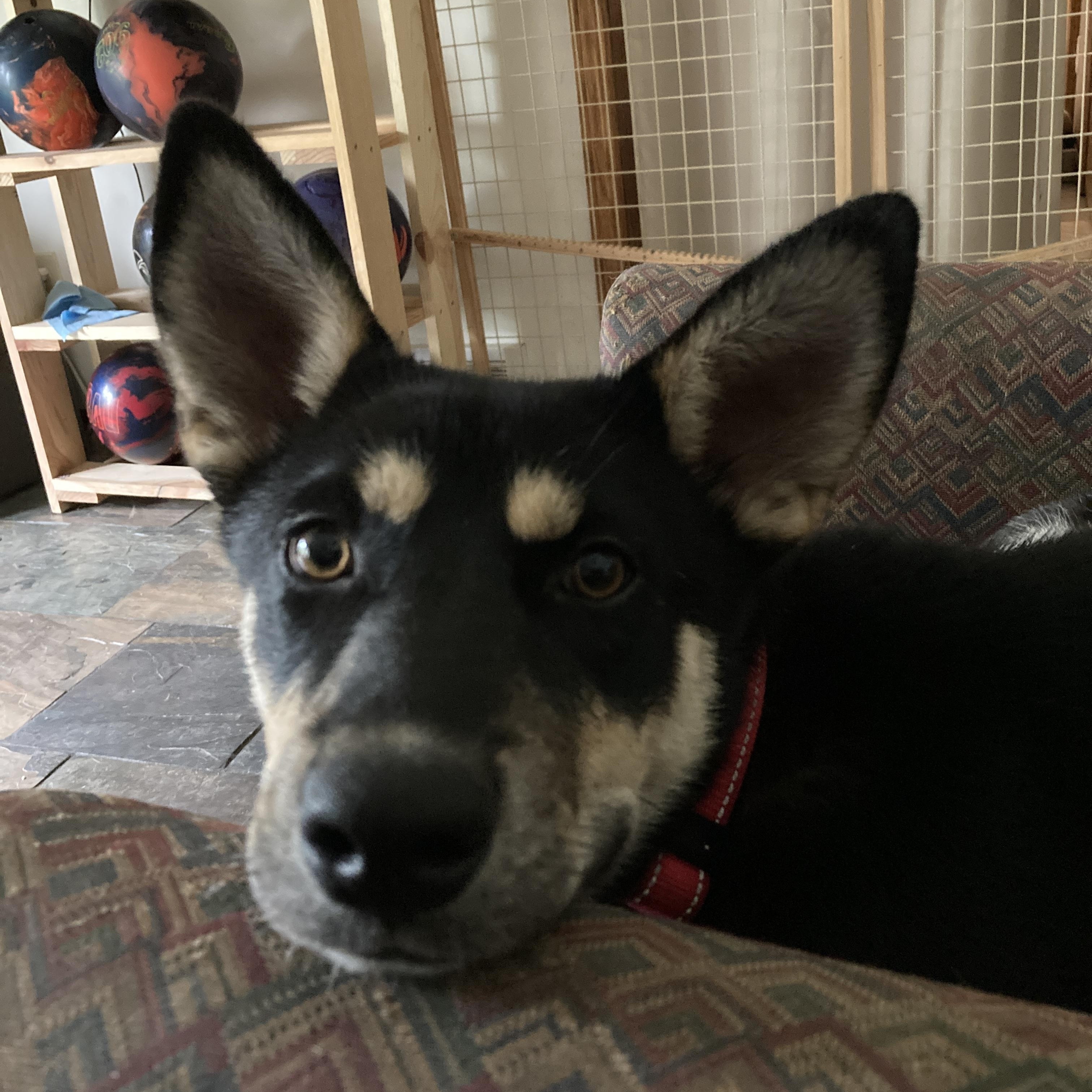 Kasha (F), Adoptable, Young Female Shepherd.