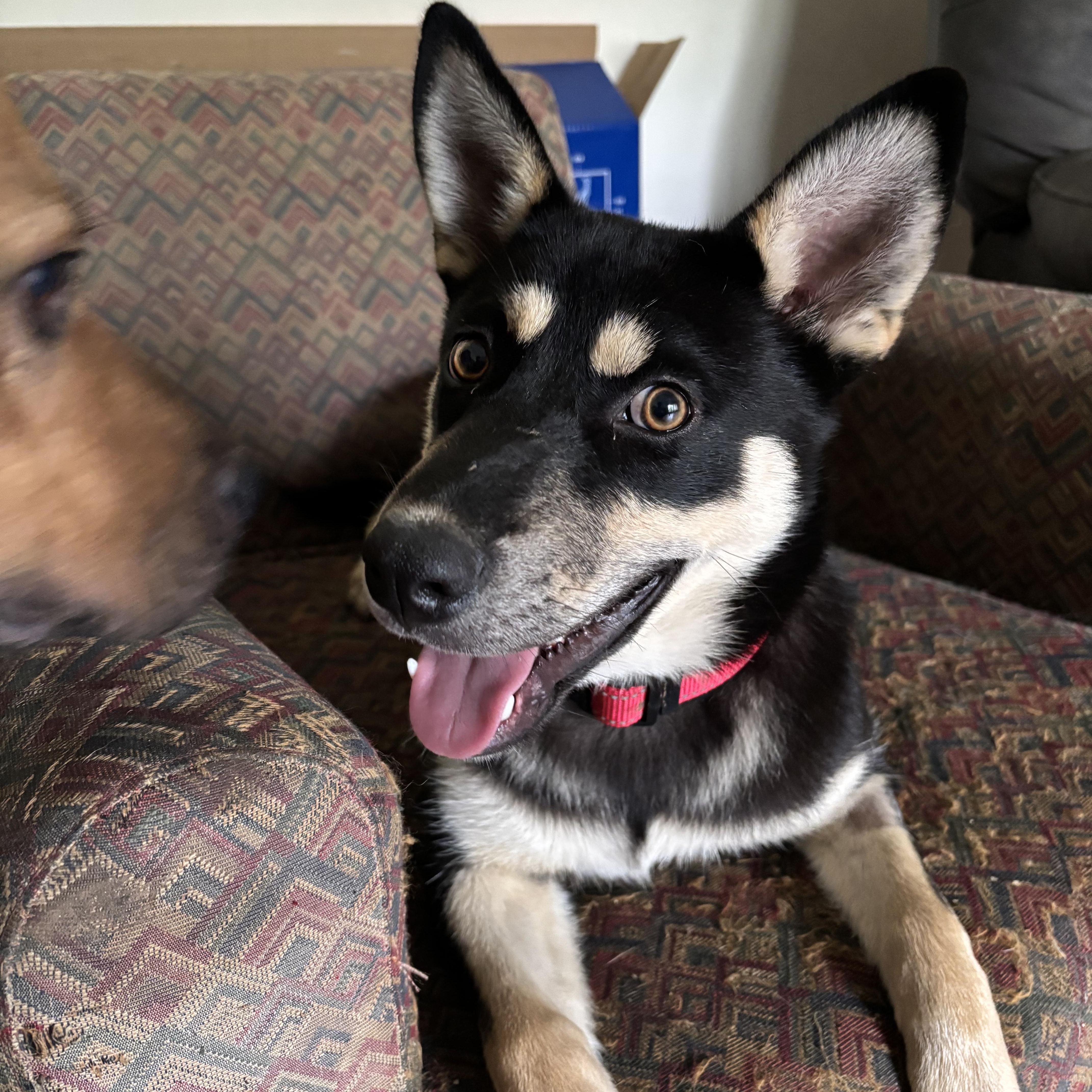 Enlarge Kasha (F), a Adoptable mixed breed in Sun Prairie, WI image 2/3