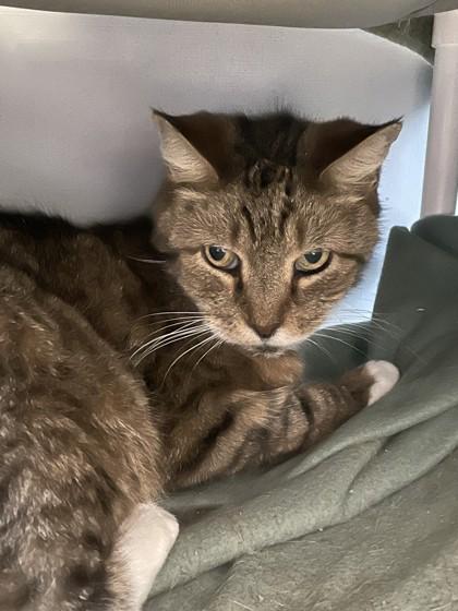 Jake, Adoptable, Senior Male Domestic Short Hair.