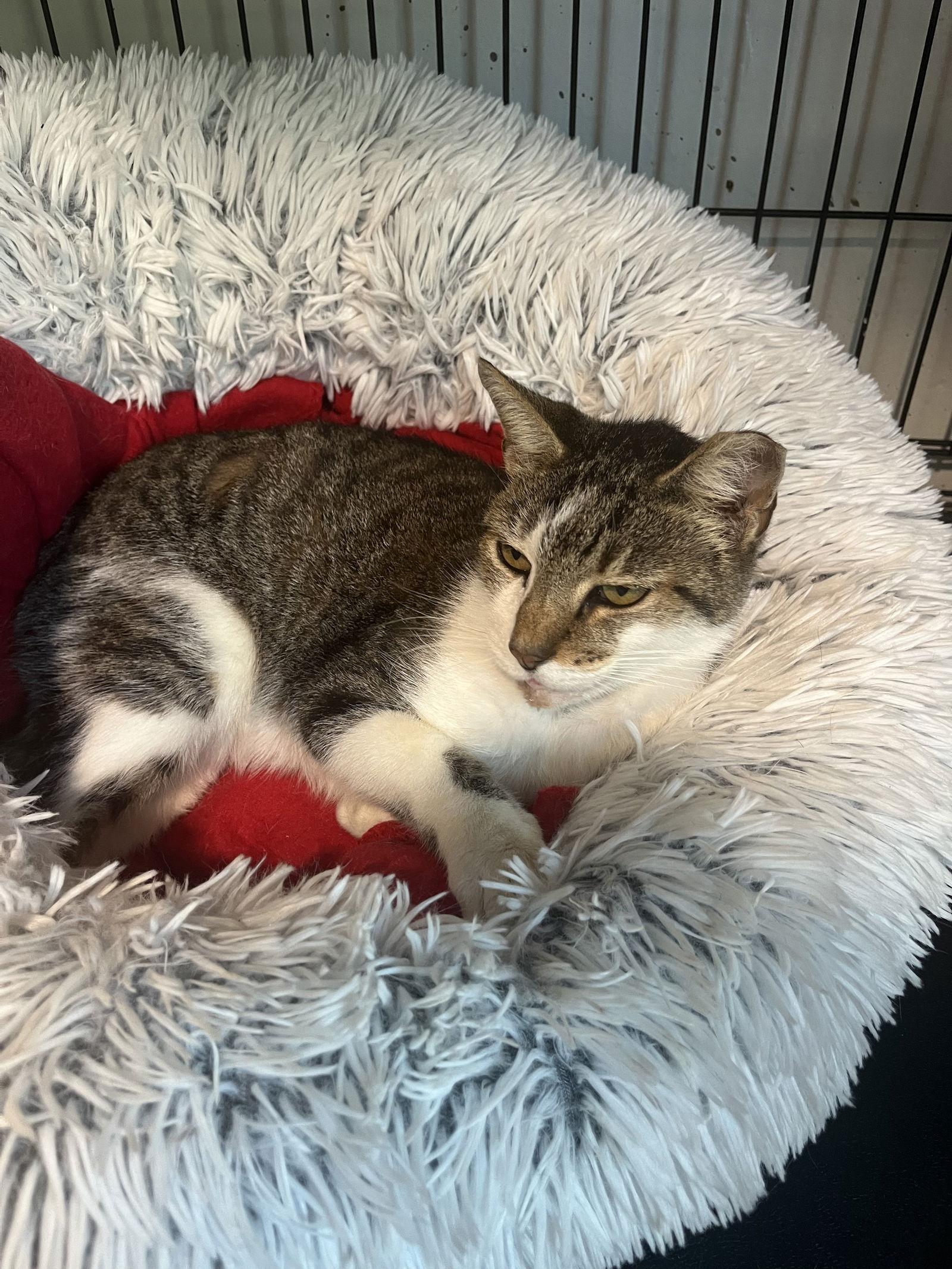 Enlarge Cody, a Adoptable Domestic Short Hair in Broomall, PA image 1/1