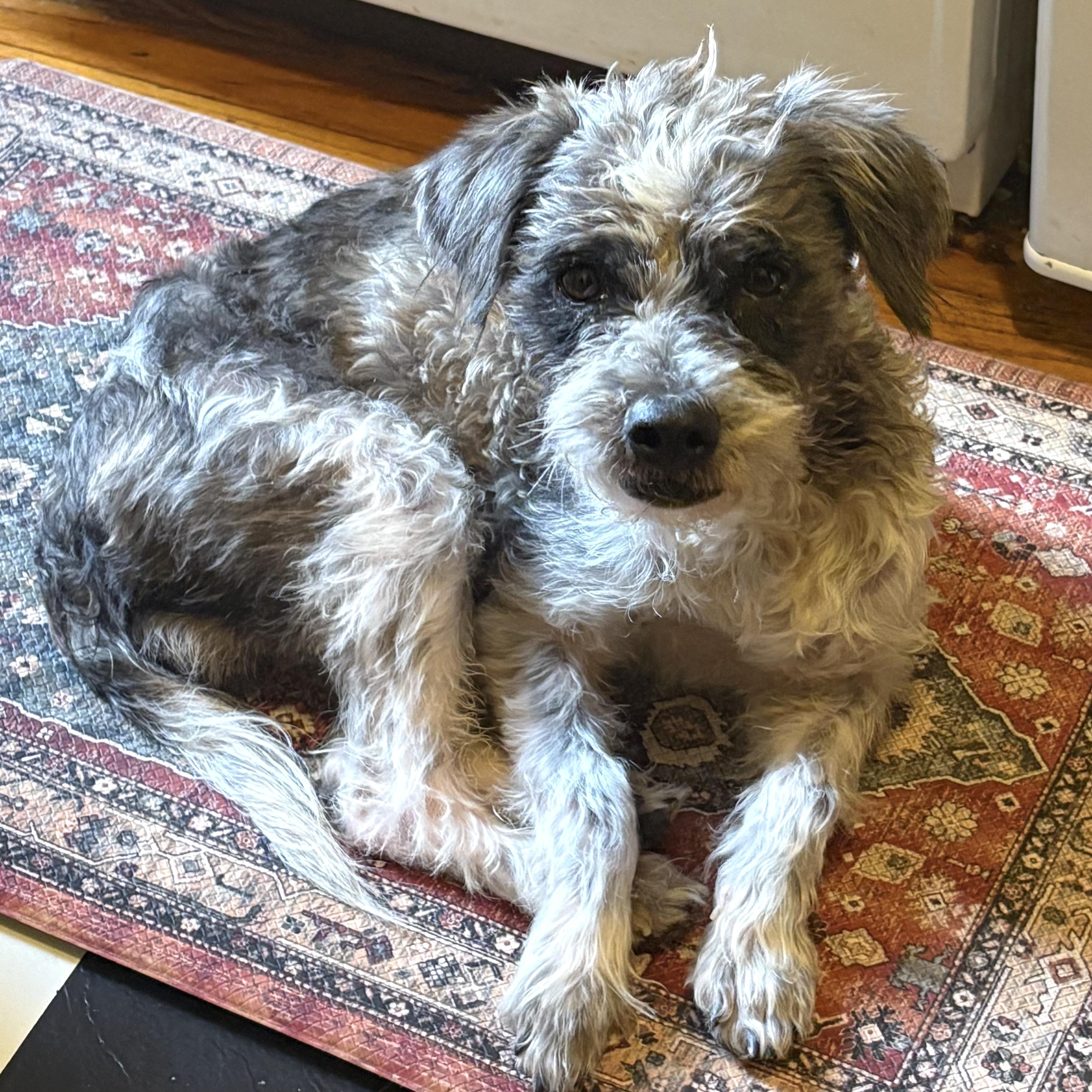 Ethan, an adopted mixed breed in Brooklyn, NY image 1/4