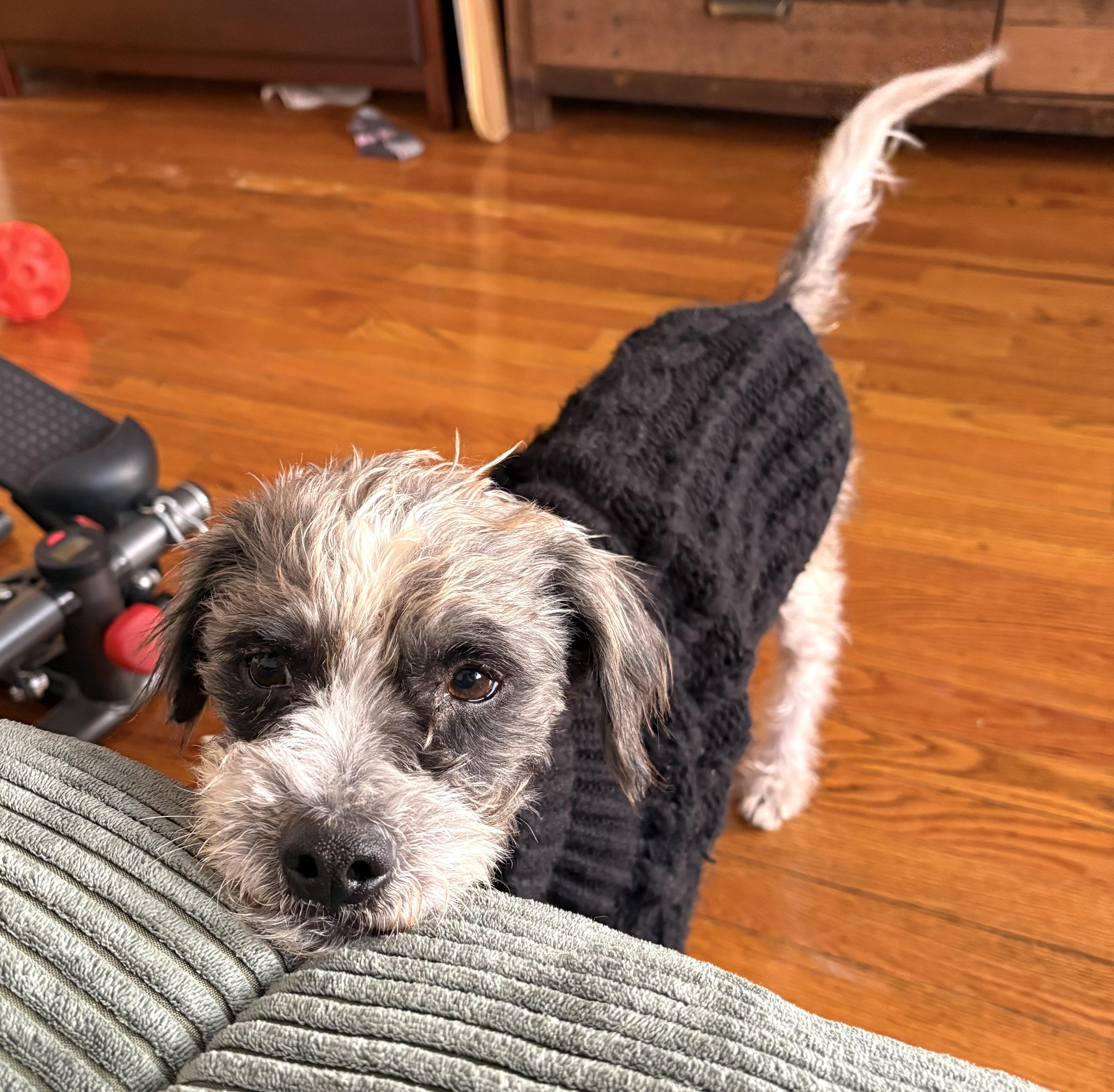 Ethan, an adopted mixed breed in Brooklyn, NY image 4/4
