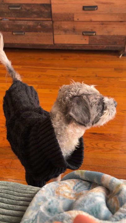 Enlarge Ethan, an adopted mixed breed in Brooklyn, NY video 2/4