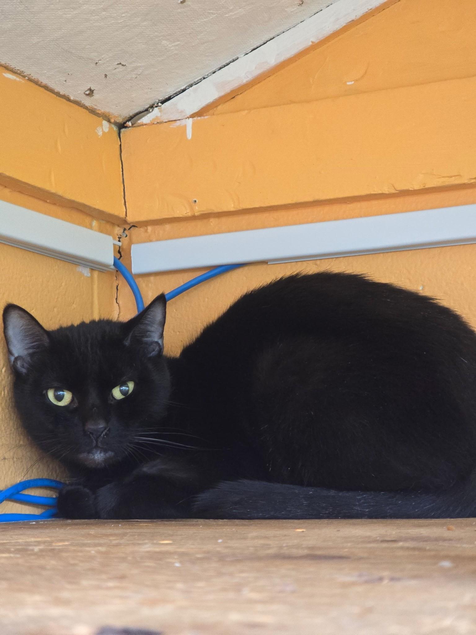 Penny, ADOPTABLE, Adult Female Domestic Short Hair.