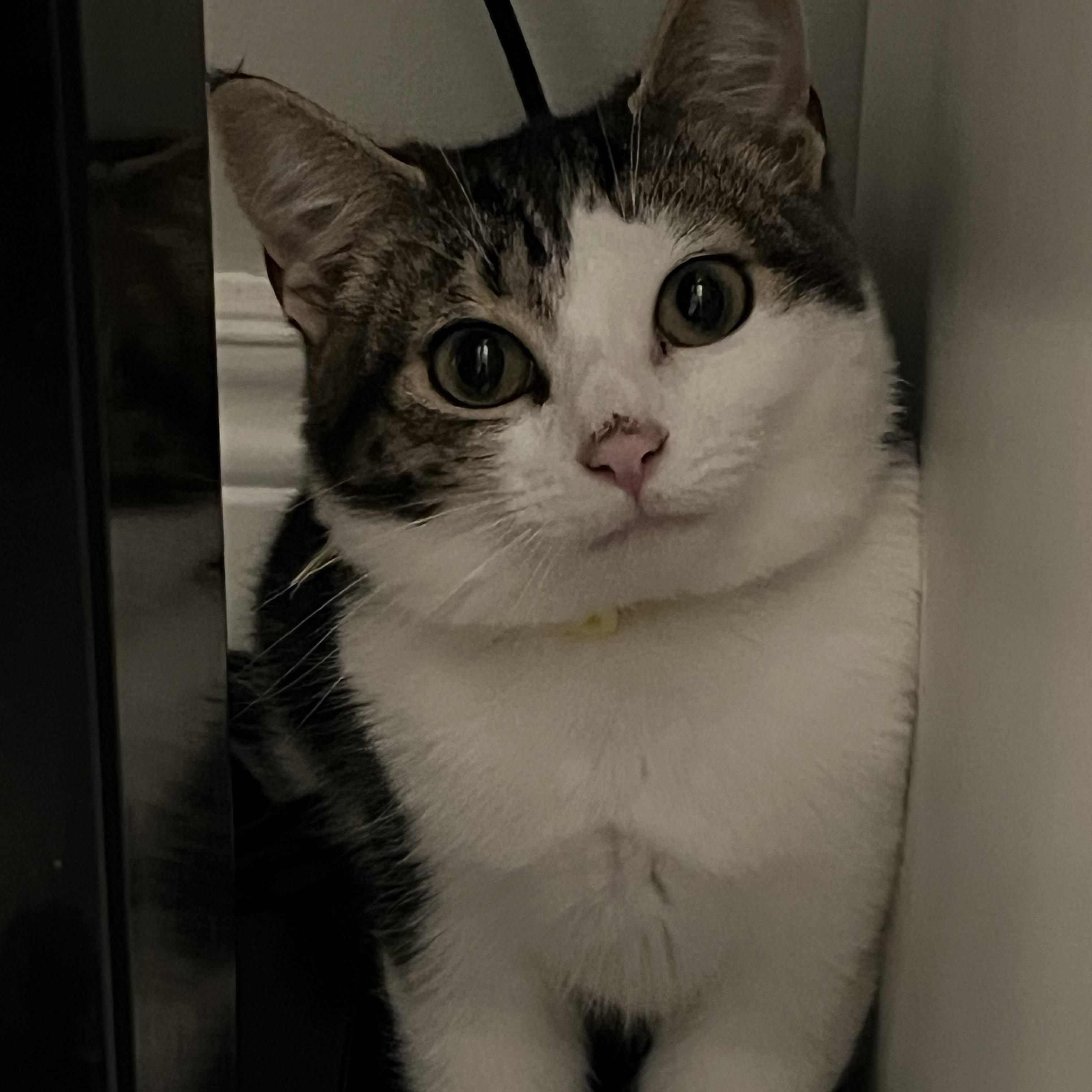 Saturn *MUST BE ADOPTED AS A BUDDY CAT*