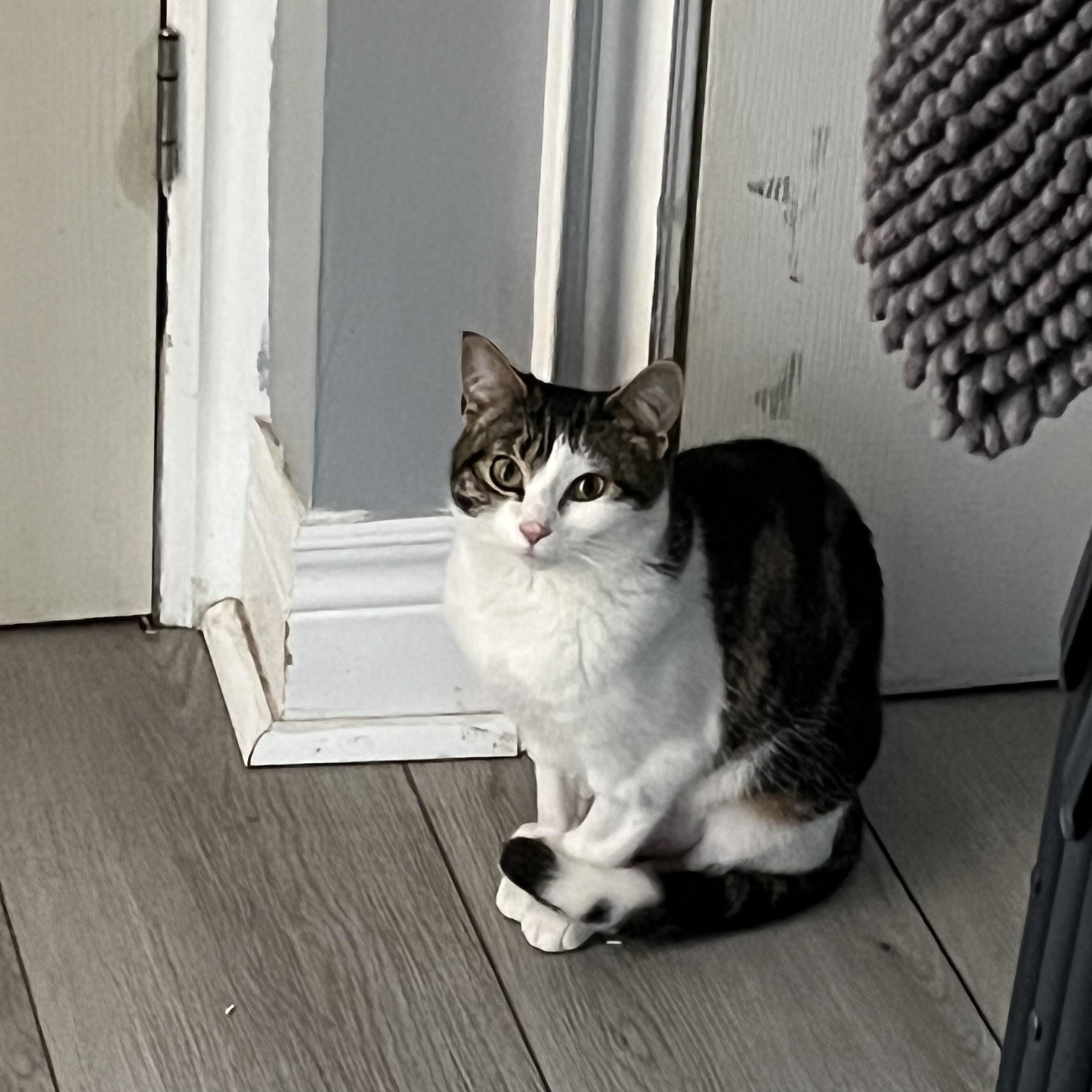 Saturn *MUST BE ADOPTED AS A BUDDY CAT*, ADOPTABLE, Young Female Domestic Short Hair.